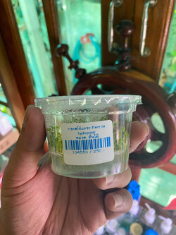 กรอสโซ่แคระ เนื้อเยื่อ