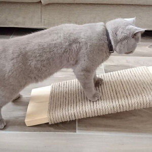 ที่ลับเล็บแมว