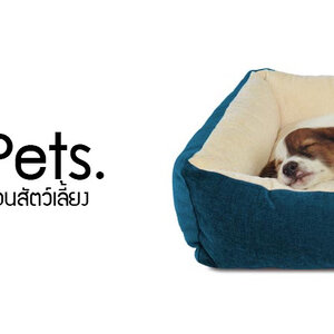 ที่นอน-โดม