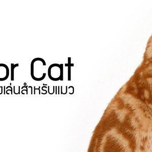 ของเล่นแมว