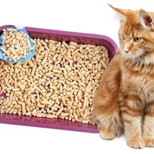 ที่ตักทรายแมว