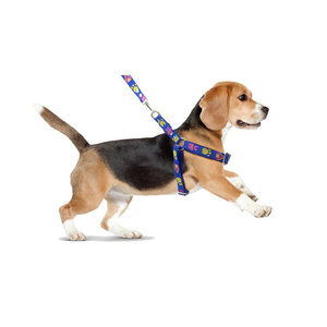 สายรัดอก สายจูง