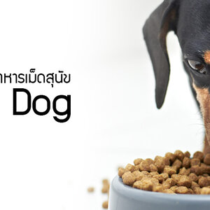 อาหารเม็ด (หมา)