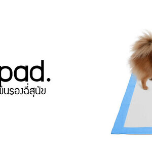 แผ่นรองฉี่-ทิชชู่เปียก