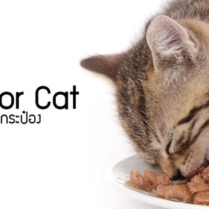 อาหารแมวแบบกระป๋อง