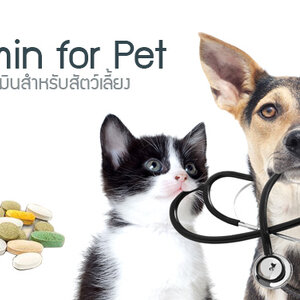 วิตามินบำรุง - เจลอาหารเสริม