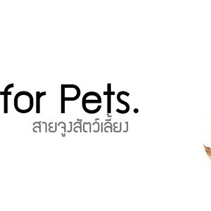 สายจูง/ปลอกคอ